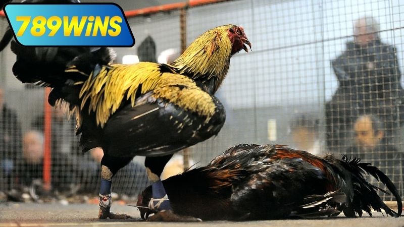 Các loại cược đá gà bồ trực tiếp tại 789WIN