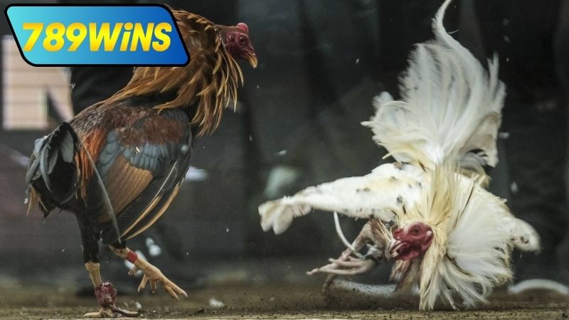 Đá gà casino trực tiếp ngày hôm nay