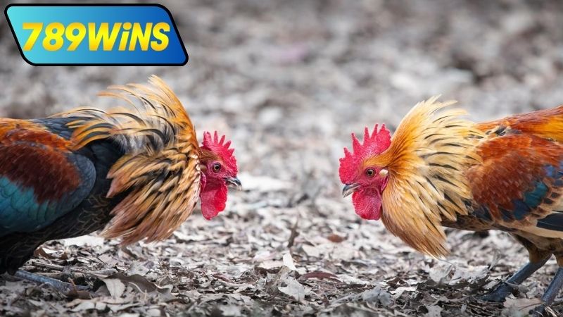 Các trận trực tiếp đá gà mạng Thomo hôm nay tại 789WIN