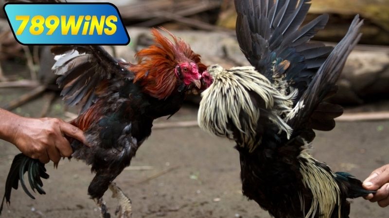 Cách tham gia trực tiếp đá gà mạng Thomo hôm nay tại 789WIN