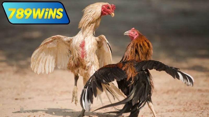 Tường thuật đá gà Thomo